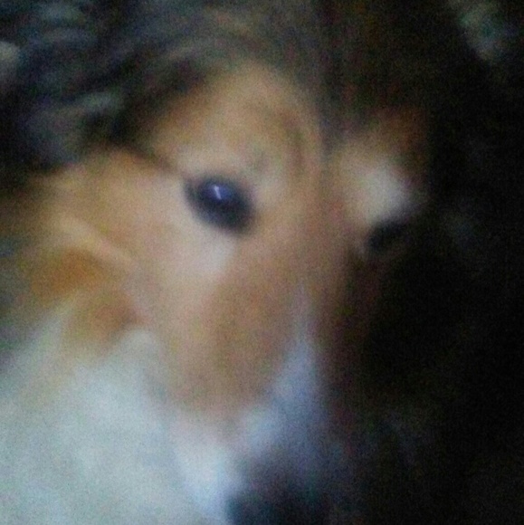 Meet your Posher, Norma - Picture 2 of 2